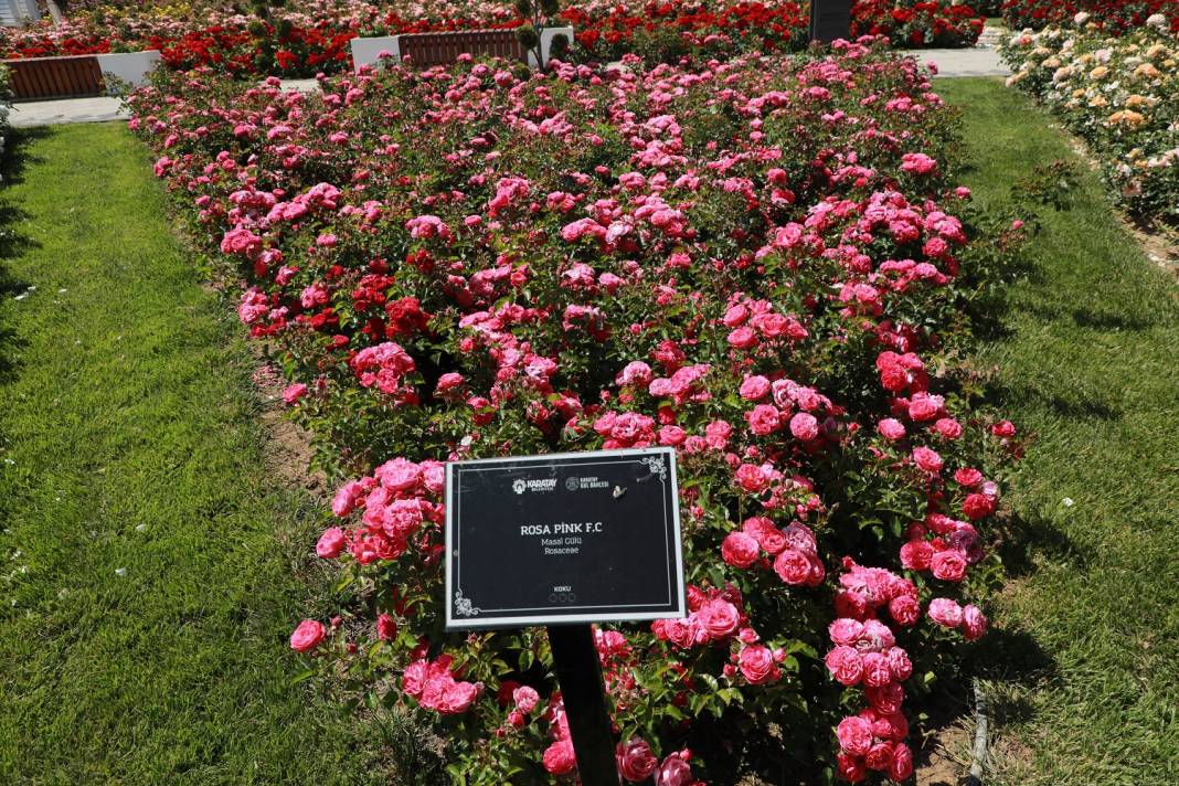 Doğanın en güzel tonları Karatay’da! Her detayıyla hayran bırakıyor 4